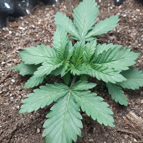 Fem White Widow growlog timeline photo