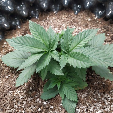Fem White Widow growlog timeline photo