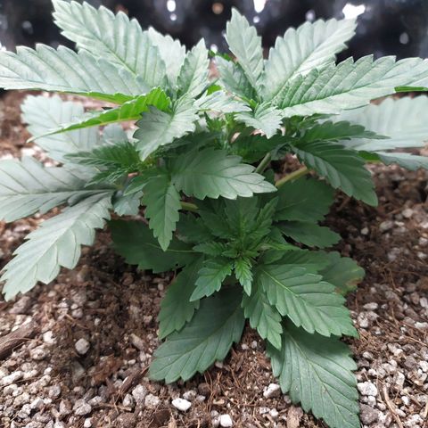 Fem White Widow growlog timeline photo