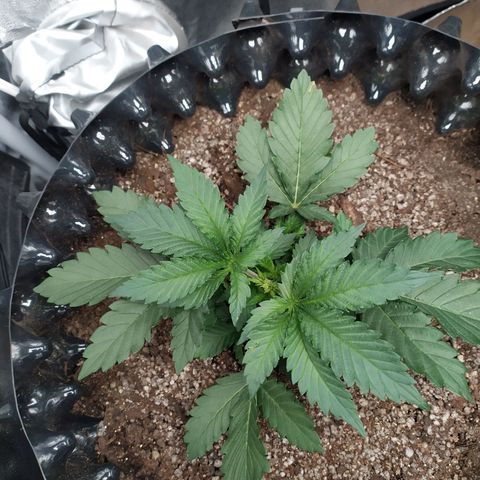 Fem White Widow growlog timeline photo