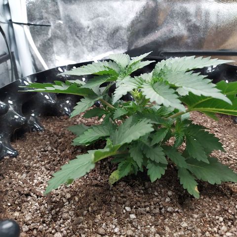 Fem White Widow growlog timeline photo