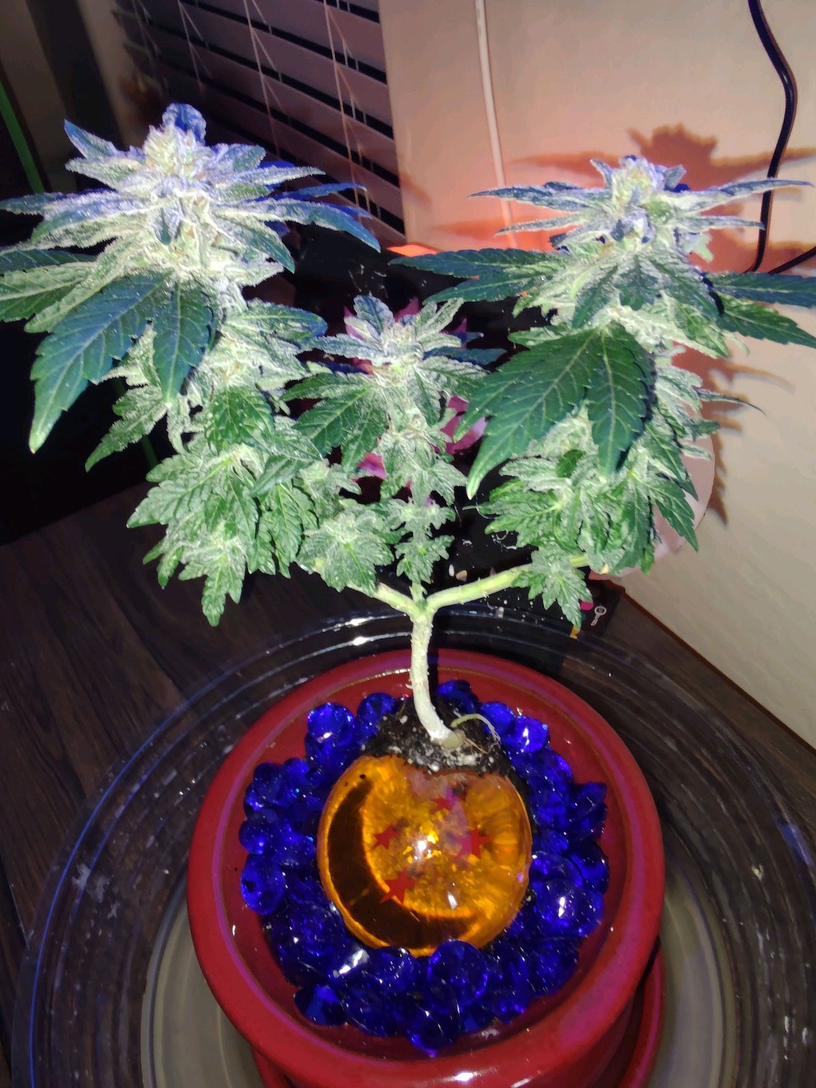 Unknown strain growlog header