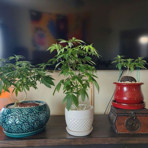 Unknown strain growlog photo