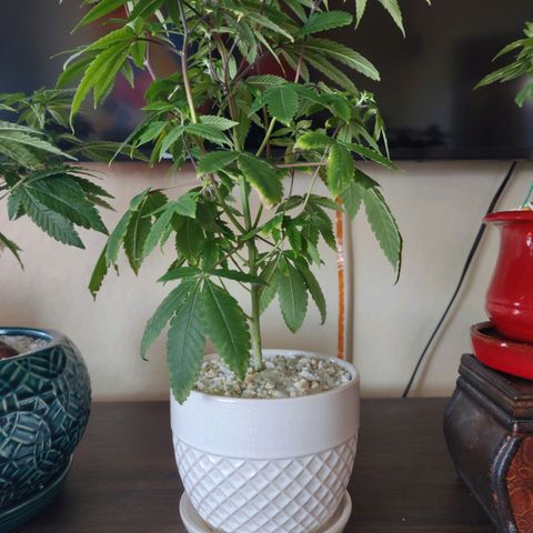 Unknown strain growlog photo