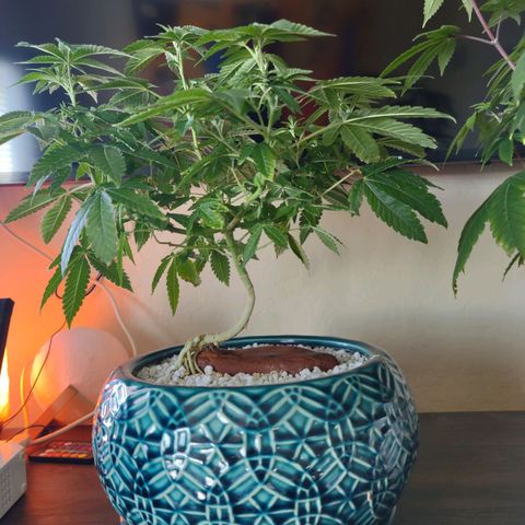 Unknown strain growlog photo