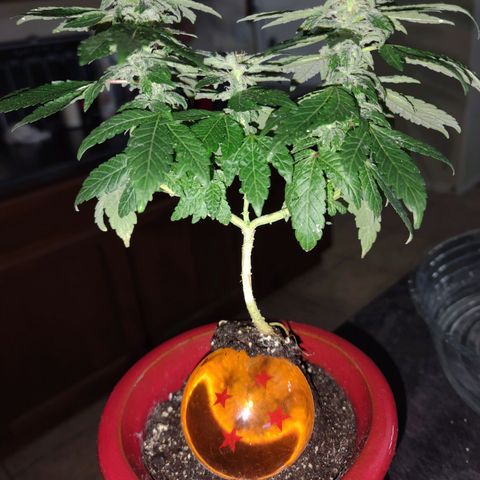 Unknown strain growlog photo