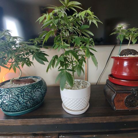 Unknown strain growlog photo