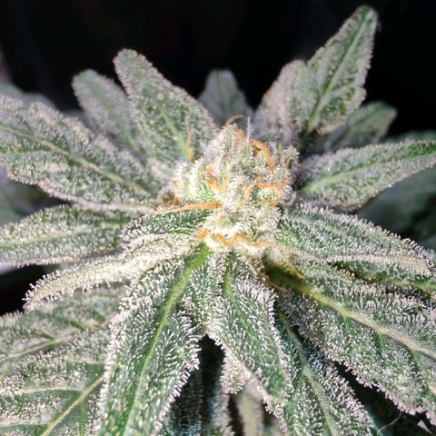 Unknown strain growlog timeline photo