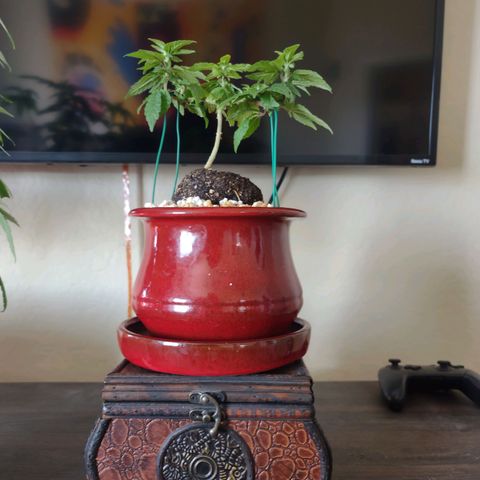 Unknown strain growlog timeline photo