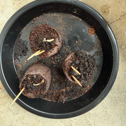 Critical (Mass) growlog timeline photo