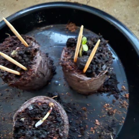Critical (Mass) growlog timeline photo