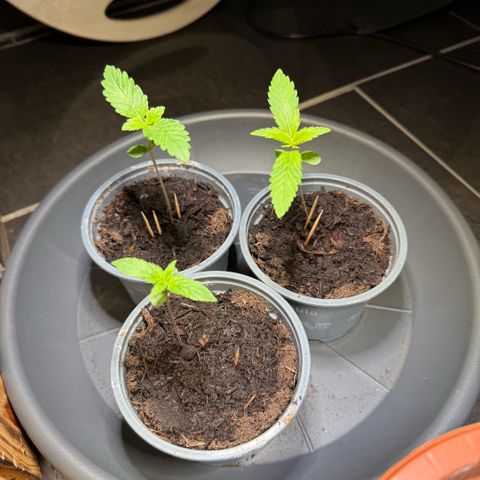 White Widow growlog timeline photo