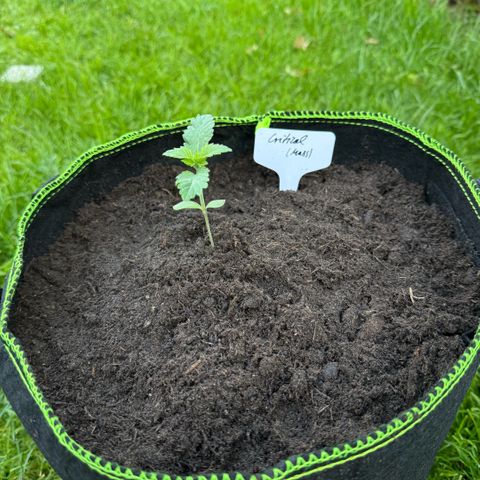 Critical (Mass) growlog photo: Umgetopft und nach draußen 