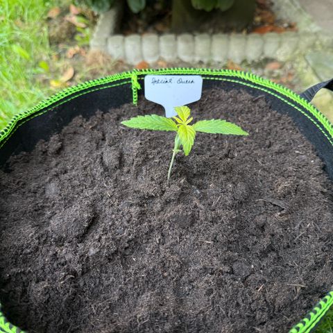 Special Queen growlog timeline photo