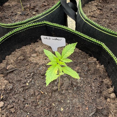 White Widow growlog timeline photo