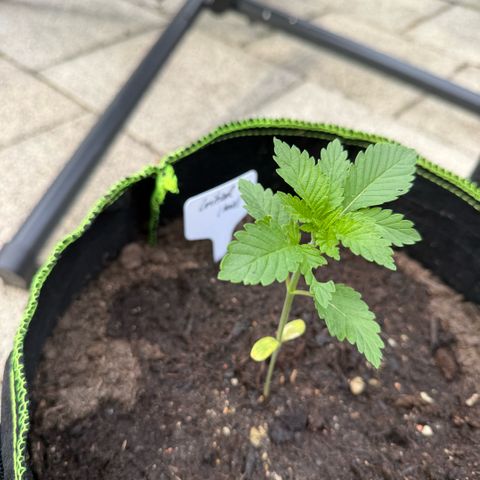 Critical (Mass) growlog timeline photo