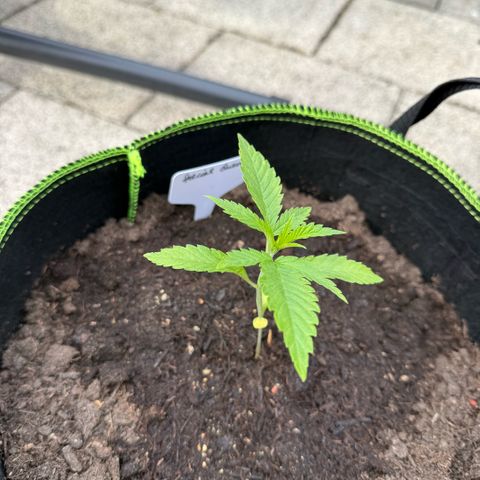 Special Queen growlog timeline photo
