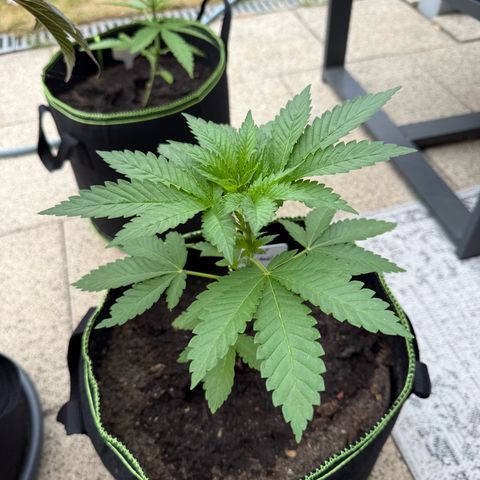 Critical (Mass) growlog timeline photo