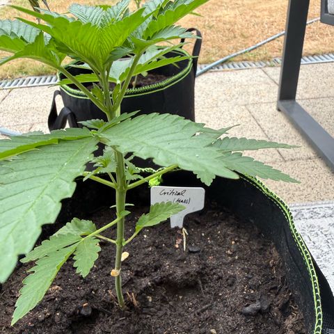 Critical (Mass) growlog timeline photo