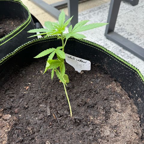White Widow growlog timeline photo