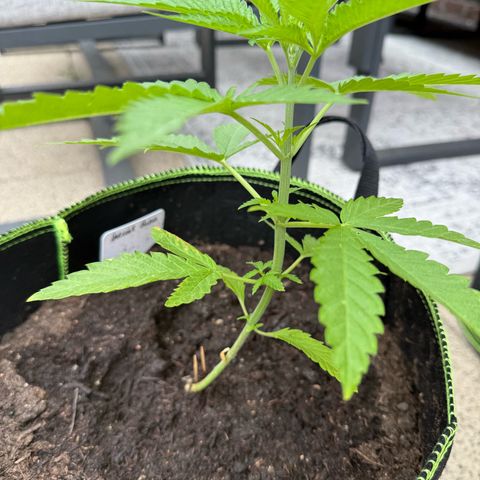 Special Queen growlog timeline photo