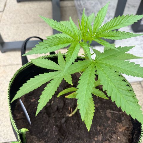Special Queen growlog timeline photo