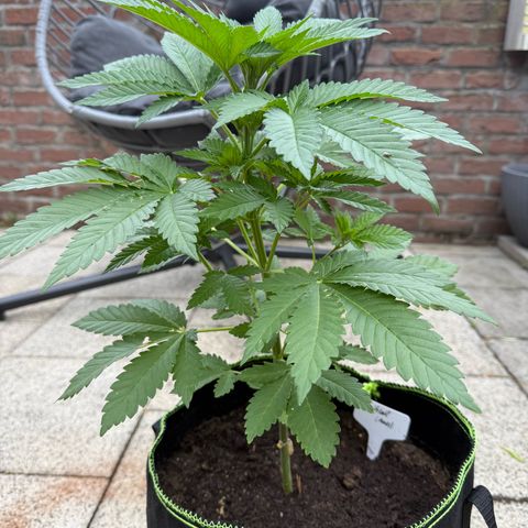 Critical (Mass) growlog timeline photo