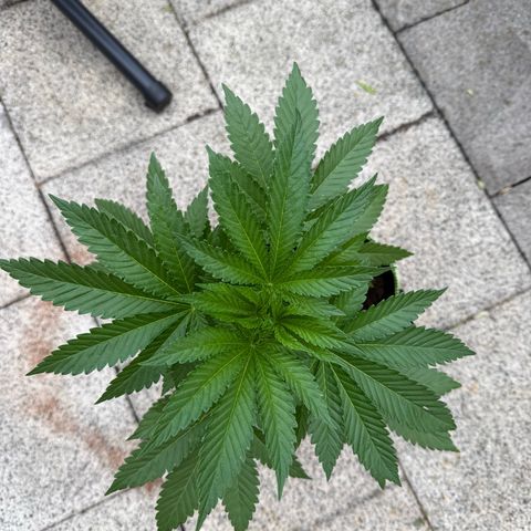 Critical (Mass) growlog timeline photo