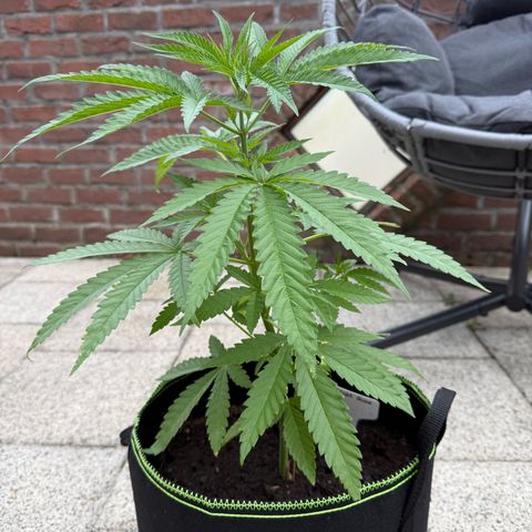 Special Queen growlog timeline photo