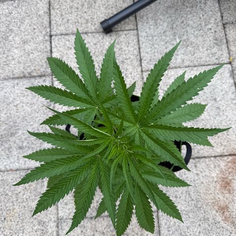 Special Queen growlog timeline photo