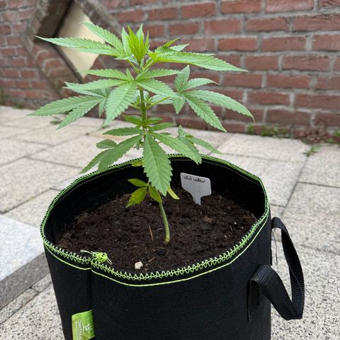 White Widow growlog timeline photo
