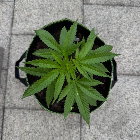 White Widow growlog timeline photo