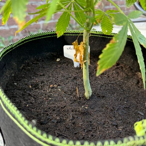 White Widow growlog timeline photo