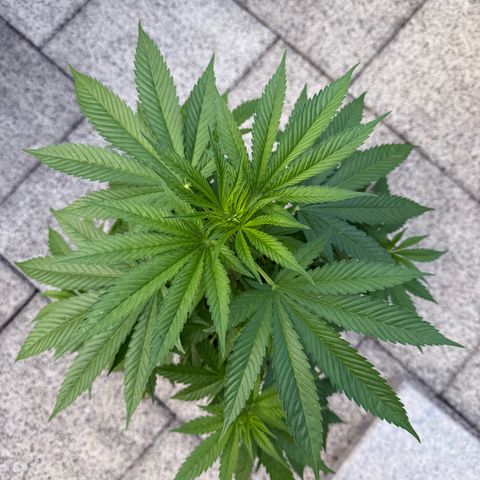 White Widow growlog timeline photo