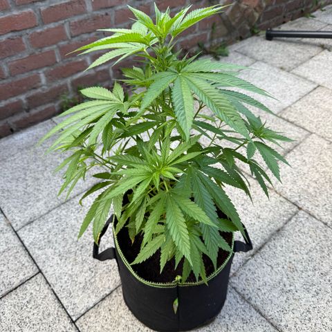 White Widow growlog timeline photo