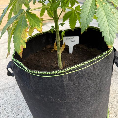 Critical (Mass) growlog timeline photo