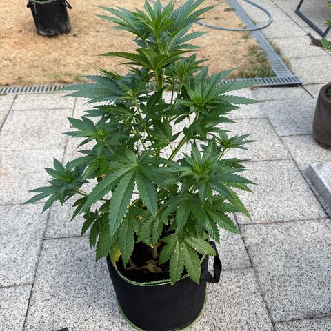 Critical (Mass) growlog timeline photo