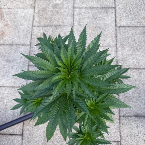 Critical (Mass) growlog timeline photo