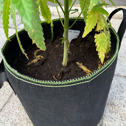 Special Queen growlog timeline photo