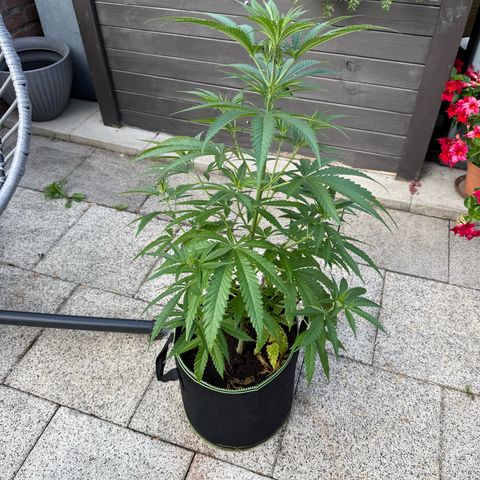 Special Queen growlog timeline photo