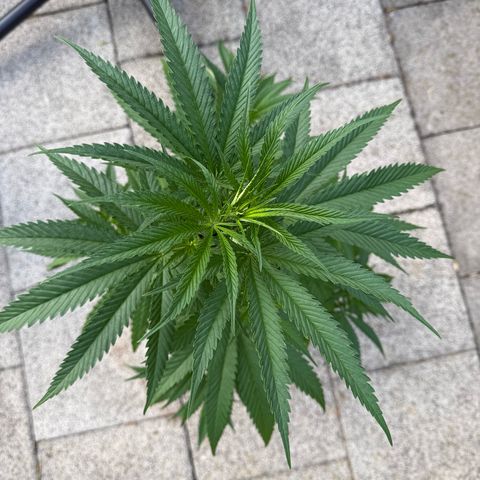 Special Queen growlog timeline photo