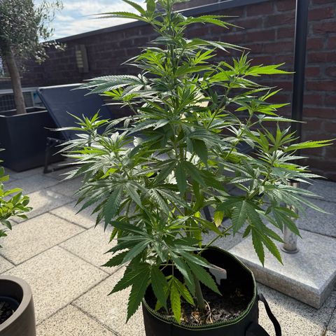White Widow growlog timeline photo