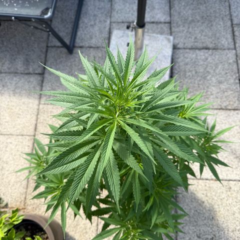 White Widow growlog timeline photo