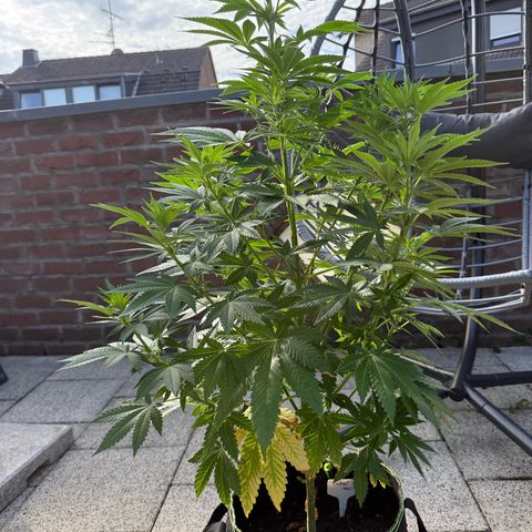 Critical (Mass) growlog timeline photo