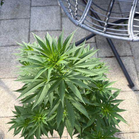 Critical (Mass) growlog timeline photo