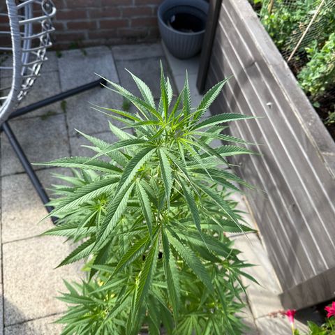 Special Queen growlog timeline photo