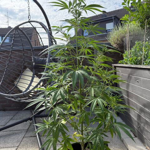 Special Queen growlog timeline photo