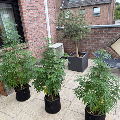 Special Queen growlog timeline photo