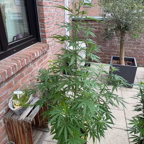 Special Queen growlog timeline photo