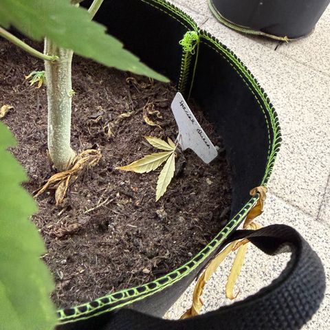 Special Queen growlog timeline photo